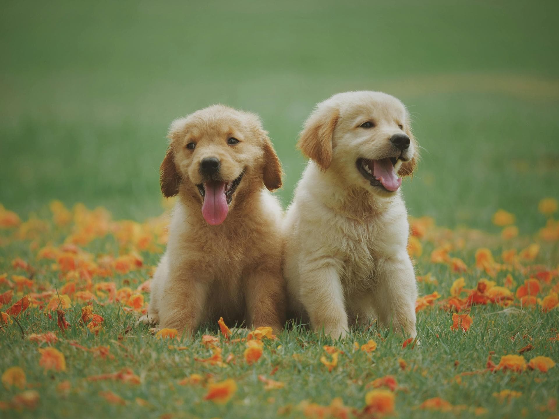 Dog & Cat Vets in Prestwich