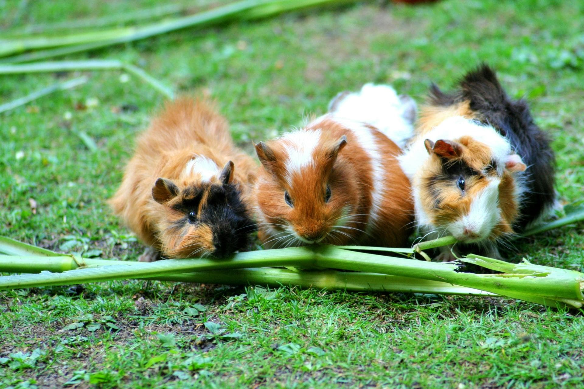 Vet Prices in Greater Manchester