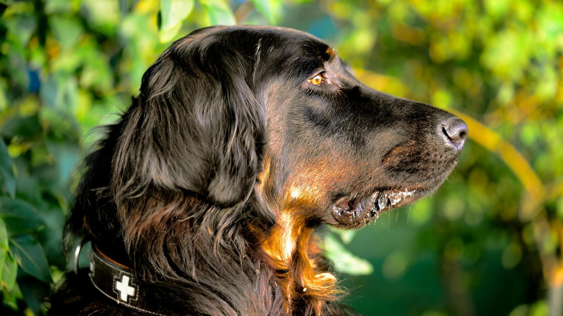 Best Vets in Urmston