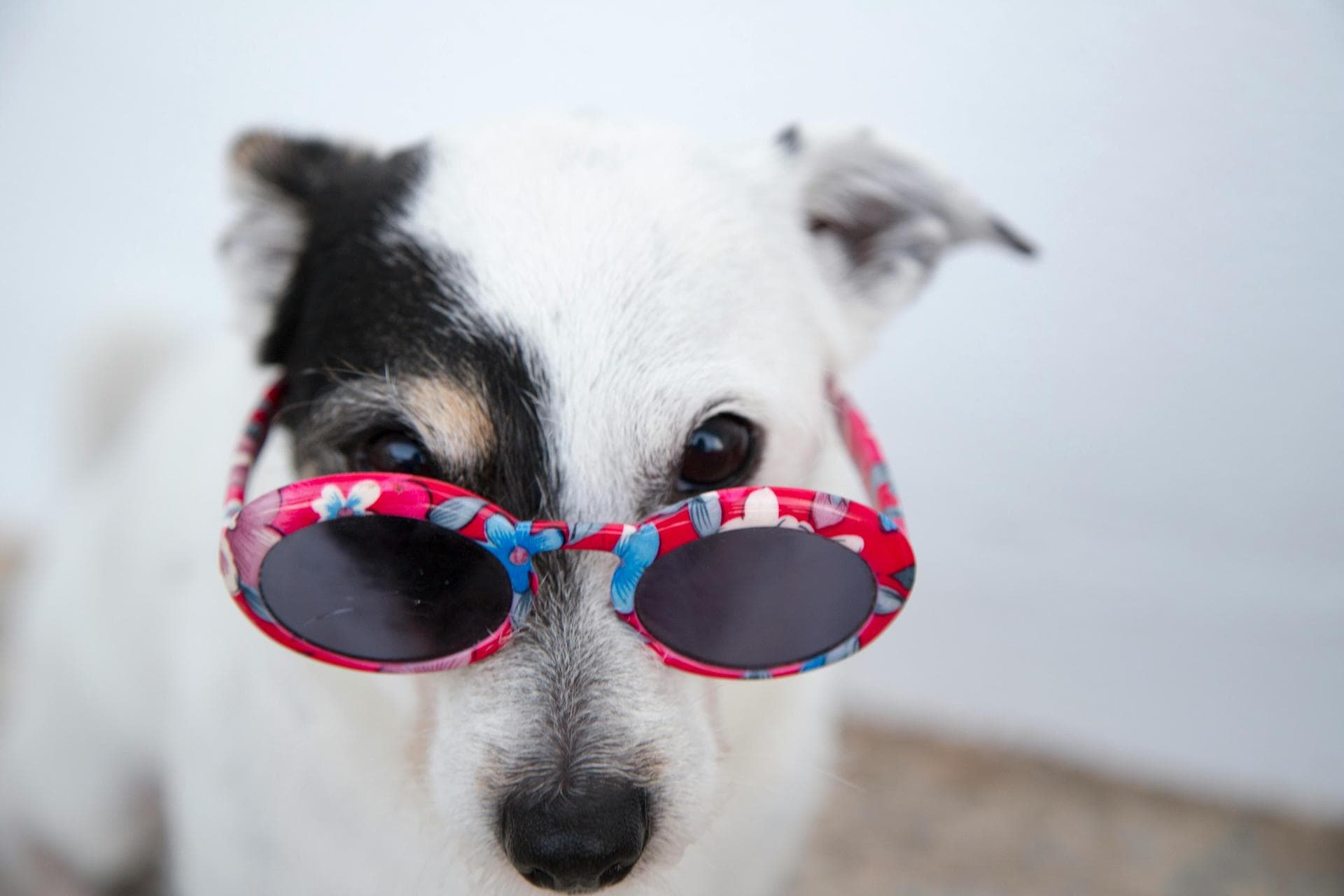 Dog & Cat Vets in Carrington