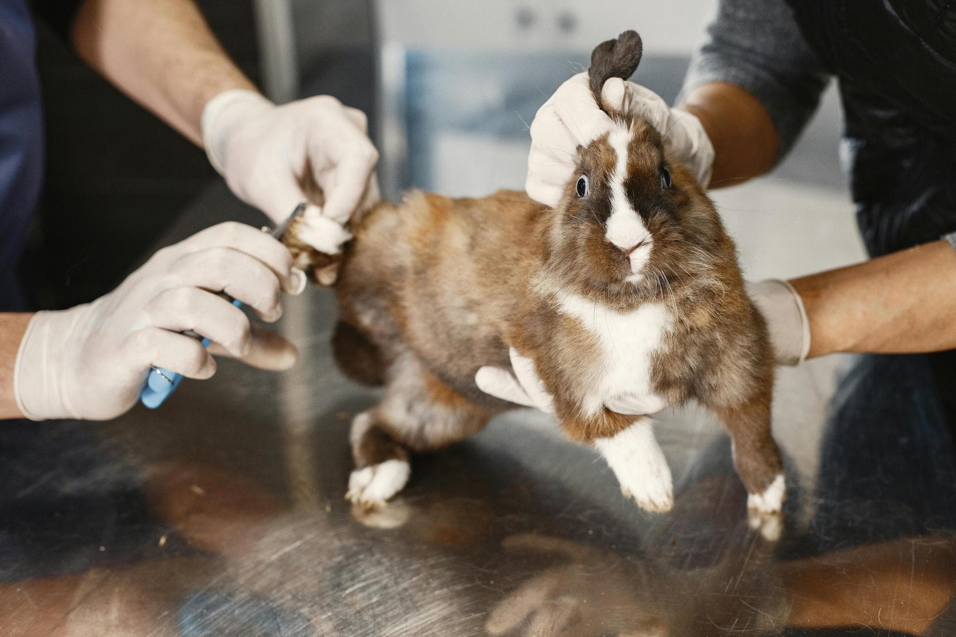 Dog & Cat Vets in Urmston