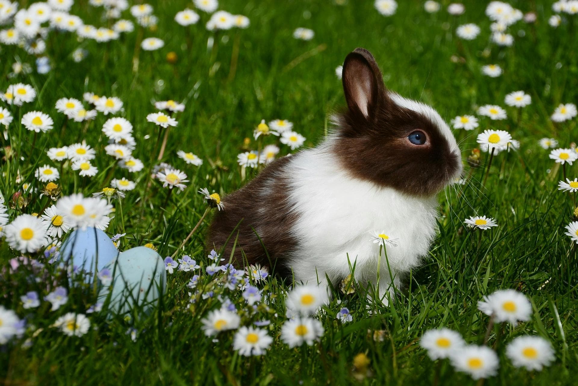 Emergency vets in Greater Manchester