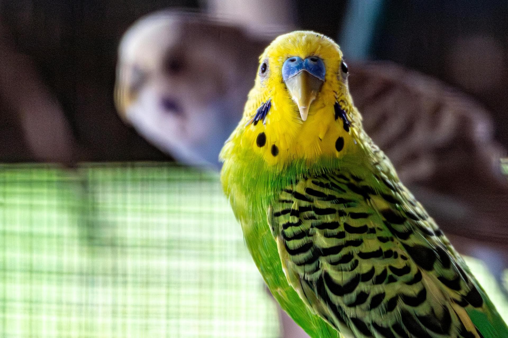 Best Vets in Manchester Fort